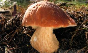 Как быстро растут грибы и что влияет на скорость роста?